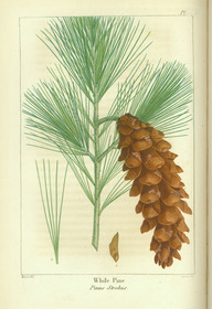 Des caractéristiques du pin blanc