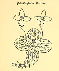 Le premier dessin du quatre-temps (Cornus canadensis) en Amérique du Nord