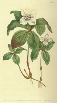 Une illustration moderne et fidèle du quatre-temps (Cornus canadensis).