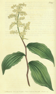 Une illustration moderne de la smilacine à grappes