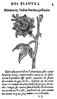 Une des premières illustrations de la fleur de la passion en France