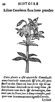 Le martagon de Canada