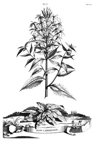 La fleur du cardinal