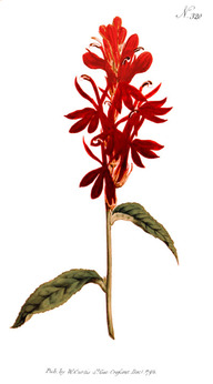 La fleur du cardinal dans un magazine de renom