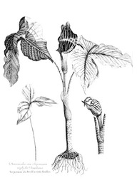 La serpentaire du Brésil à trois feuilles, une plante canadienne