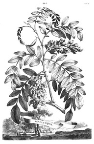Une illustration plus fidèle du robinier faux-acacia