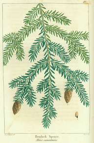 Rameau de feuille portant deux cônes et détail d'une graine ailée de la pruche du Canada (Tsuga canadensis)