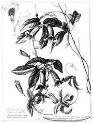 Le bignone à vrilles (Bignonia capreolata)