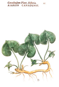Première illustration de l'azaret du Canada (Asarum canadense)