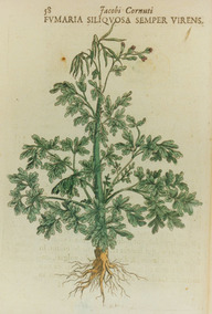 Dessin colorié de la corydale toujours verte (Capnoides sempervirens)