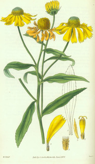 L'hélénie automnale (Helenium autumnale)