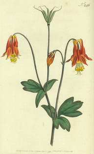 L'ancolie du Canada (Aquilegia canadensis)