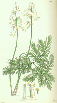 Le dicentre du Canada (Dicentra canadensis)