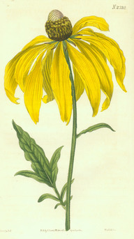 La rudbeckie laciniée (Rudbeckia laciniata)