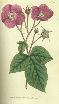 La ronce odorante (Rubus odoratus)