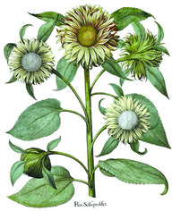 Le tournesol dans un florilège allemand
