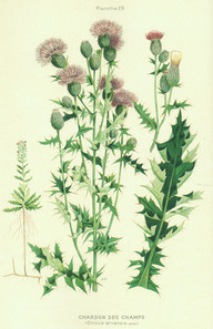 Le chardon des champs (Cirsium arvense)