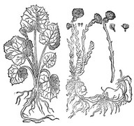 Le tussilage pas d'âne (Tussilago farfara)
