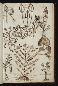 Huit dessins de plantes de Louis Nicolas