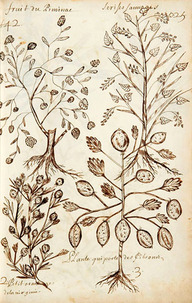 Le pimbina, les cerises, l'oranger et le citronnier