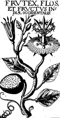 Une source d'inspiration pour l'illustration de la fleur de la passion par Louis Nicolas?