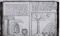 Brief Discours des choses plus remarcables que Samuel Champlain... a regognues aux Indes Occidentales