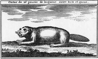 Castor de 26 pouces de longueur entre teste et queue