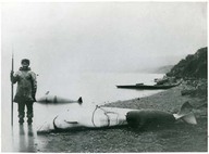 Esquimau avec harpon et marsoins blancs/Eskimo with harpon and white porpoises
