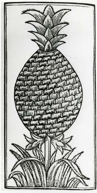 Ananas/ Pineapple