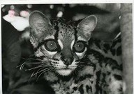 Margay