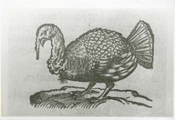 Ancien dindon
Illustration tirée de Seeds of change, p. 230.