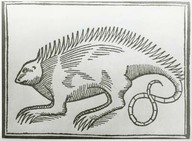 Ancien iguane
Illustration tirée de The log of Columbus, p. 90.