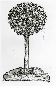 Sarsobras