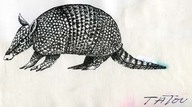 Tatou
Dessin au trait
