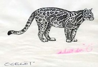 Ocelot
Dessin au trait