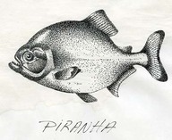 Piranha
Dessin au trait