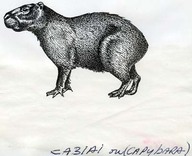 Cabiai ou Capybara
Dessin au trait