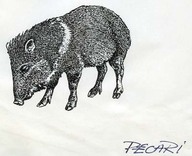 Pecari
Dessin au trait