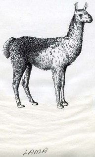 Lama
Dessin au trait