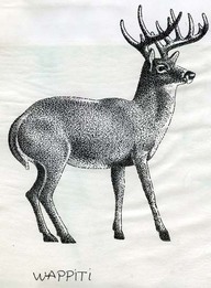 Wappiti
Dessin au trait