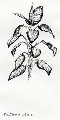 Dieftencachia
Dessin au trait