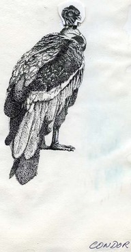 Condor
Dessin au trait