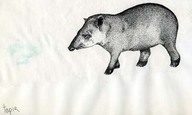 Tapir
Dessin au trait