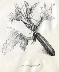 Zucchini
Dessin au trait