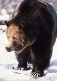 Grizzli