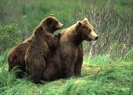 Grizzli