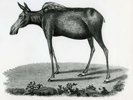 Moose deer of North America. Chevreuil d'Amérique du Nord