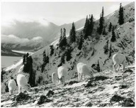 Kluane
