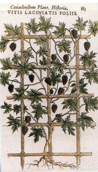 Canadensium plant. Historia. Vitis laciniatis foliss