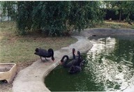 Cygnes noirs